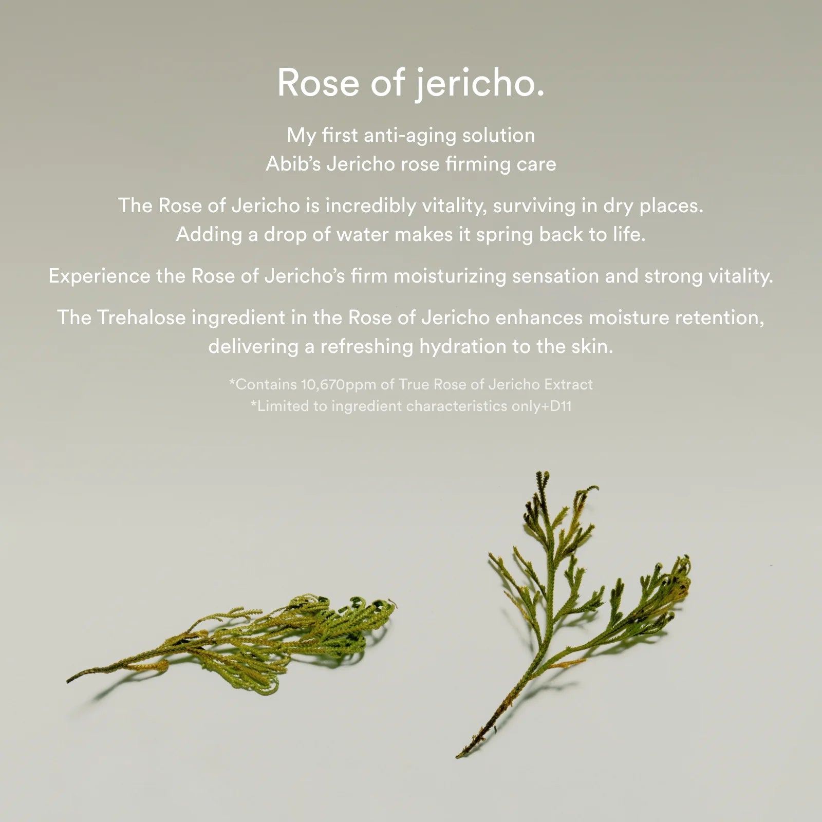 Jericho Rose Collagen Pad Firming Touch